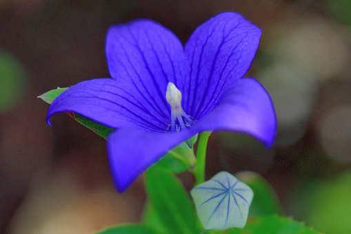 Cluster of wild violets growing outdoors