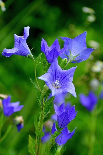 Platycodon grandiflorus, commonly called balloon flower, is a clump-forming perennial that is so named because its flower buds puff up like balloons before bursting open bell-shaped flowers with five pointed lobes. The plant is native to Japan, Korea, China and Siberia.