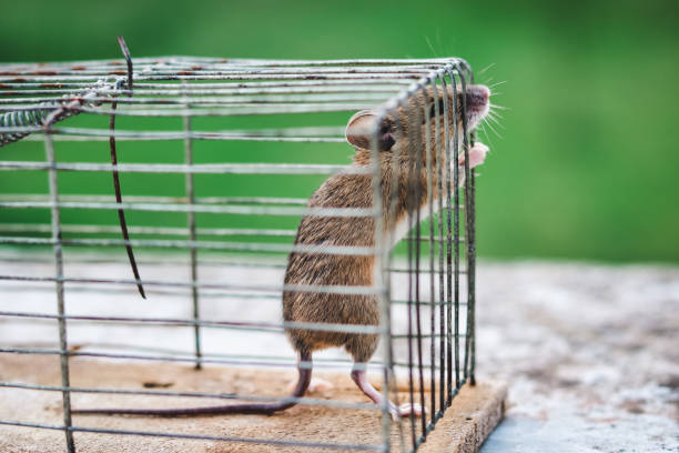 istock standing mouse tries to get out of old cage 1257596897