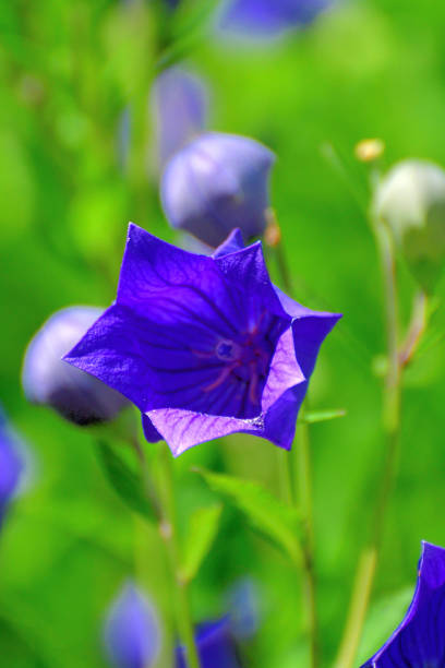 istock Balloon Flower / Platycodon grandiflorus 1257596904