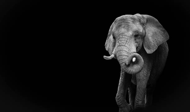 istock Black and white portrait african elephant 1257596907