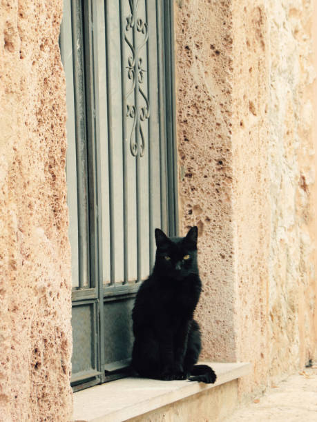 istock Black cat sits in doorway 1257597945