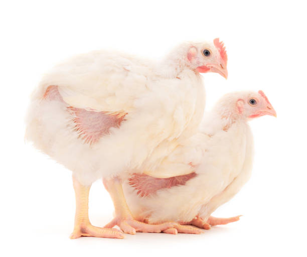istock Two chicken or young broiler chickens. 1257598820