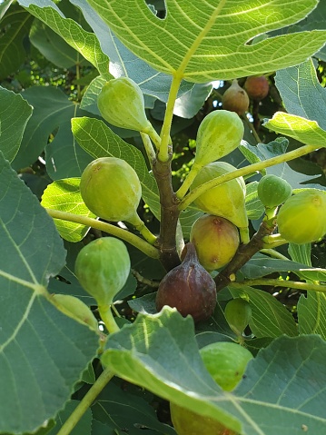 fresh organic figs
