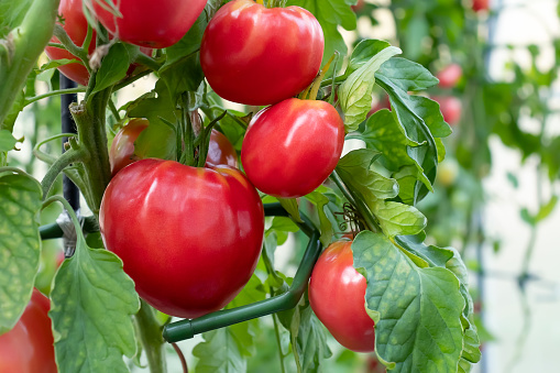 Group of beef tomatoes ripen in the bushes in a greenhouse.