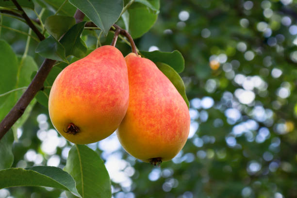 여름 정원 클로즈업에서 나무에 두 개의 빨간 식욕잘 익은 배 - two pears 뉴스 사진 이미지