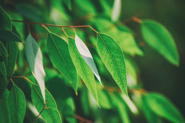 istock Eucalyptus green leaves 1257600285
