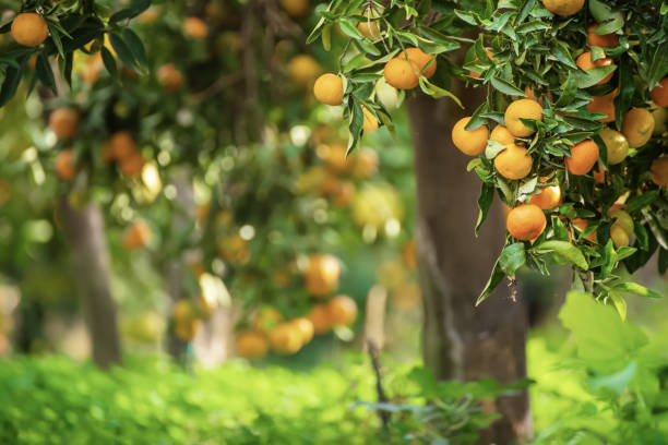istock Tangerine sunny garden 1257600421