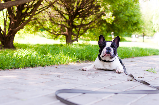 A cute french bulldog smiles for the camera while relaxing in a park.