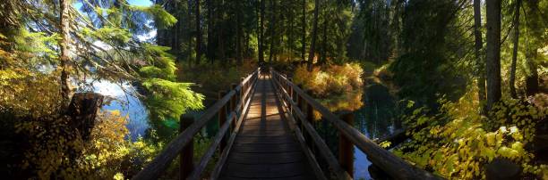Bridge through the McKenzie River Trail