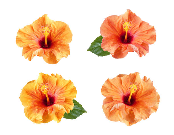 istock orange hibiscus flowers set isolated 1257600979