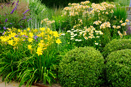 Lush, English summer flowerbed with day lilies, pittosporum, lilies and buddleia.