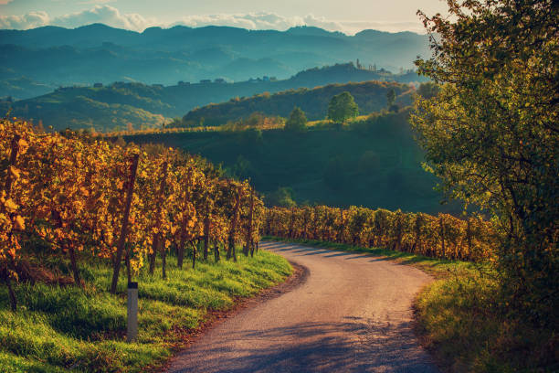 istock Slovenian and Austrian wine road 1257604084