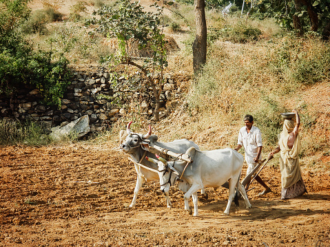 Rajasthan, India - November 26, 2004: A man and a woman are plowing and sowing in  the traditional way with zebu cattle in the Thar Desert in Rajasthan.