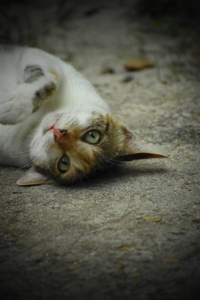 istock Twisted Head Cat Portrait 1257605602