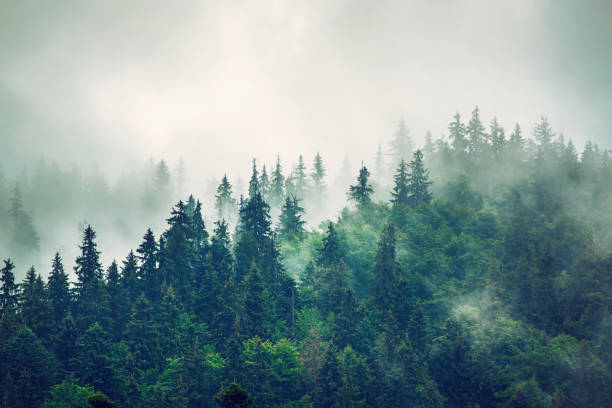 Misty mountain landscape Misty foggy mountain landscape with fir forest and copyspace in vintage retro hipster style forest stock pictures, royalty-free photos & images