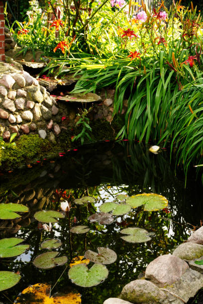 istock water plants in the backyard pond 1257607126
