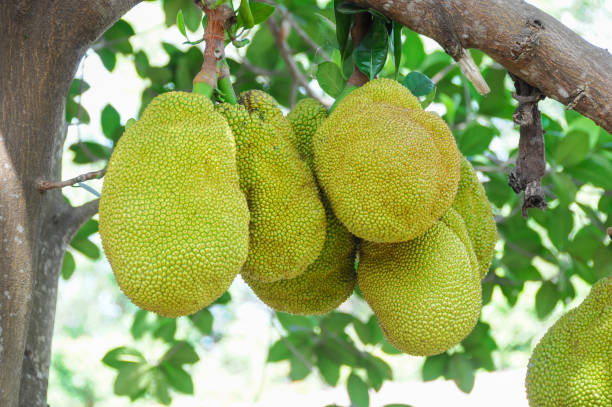jackfruit vert - jack fruit photos et images de collection