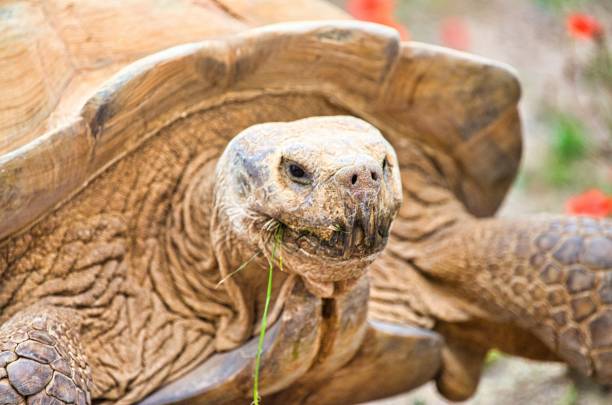 istock African tortoise seeks food in its territory 1257607913