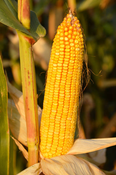istock ripe corn cob on the plant close up 1257608875
