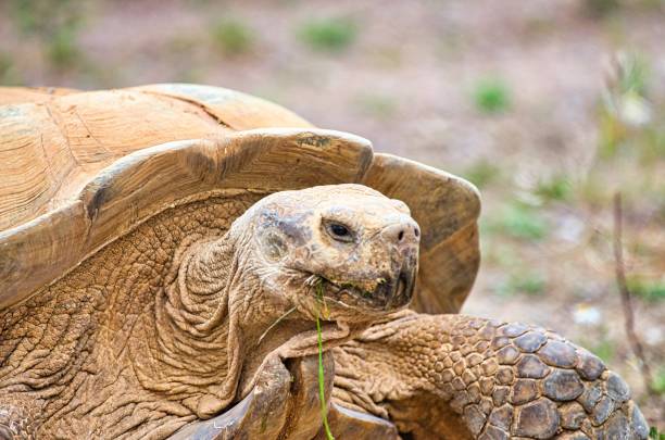 istock African tortoise seeks food in its territory 1257609010