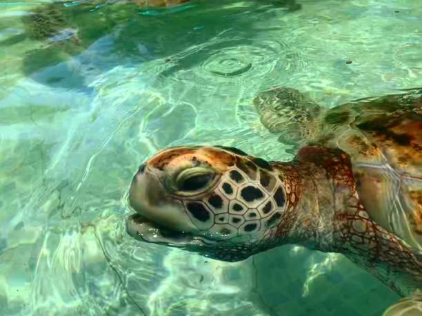 Sea turtle swimming by