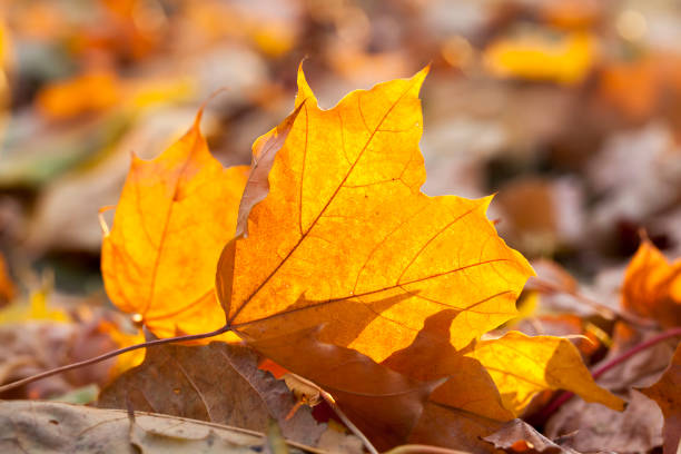 autumn foliage - abounding imagens e fotografias de stock