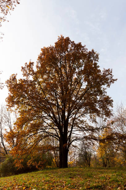 park in the autumn - abounding imagens e fotografias de stock