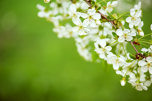 Blossoming of cherry flowers in spring time with green leaves, macro, frame