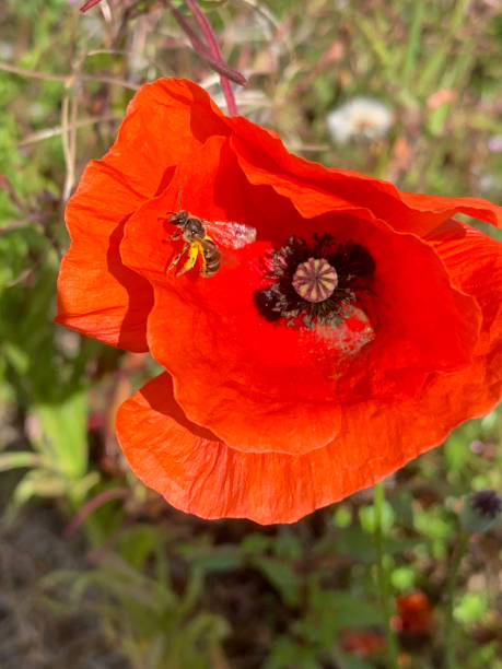 istock Flying bee in a poppy flower. 1257610411