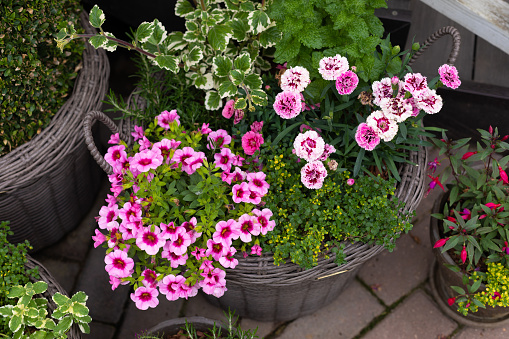 Pink and red Calibrachoa flowers with petunia, verbena, sanvitalia, plectranthus variegata cascading over flower container, top view