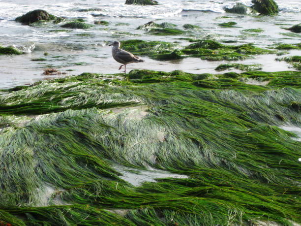 istock Bird & Seaweed Malibu 1257613062