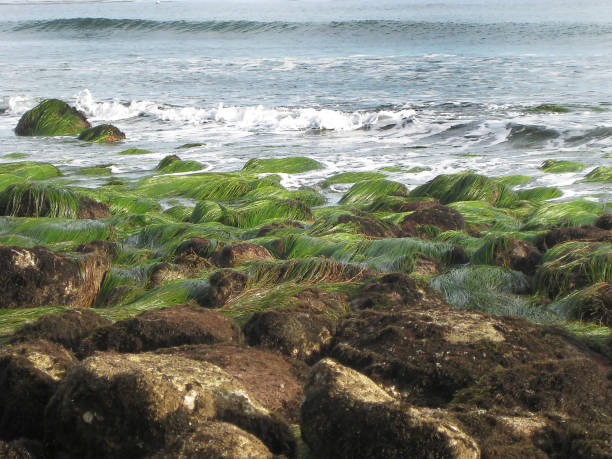 Seaweeds covering rocks at Latigo shores, Malibu