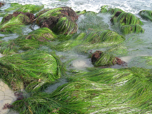 istock Seaweeds Malibu 1257613090