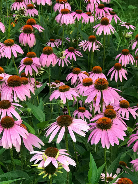 istock Field of Pink Coneflowers 1257613215