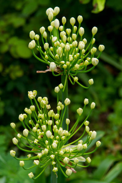istock Agapanthus bud beginning to flower 1257613233