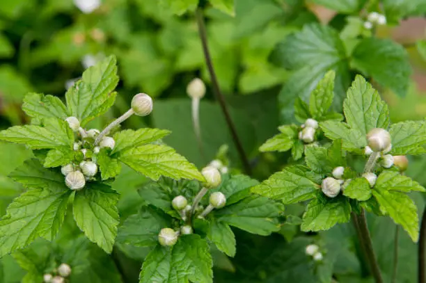 Detail shot of leaves, stems and flowerbuds of Japanese Anemone plant, Anemone Hupehensis.