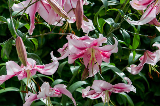 istock Pink flowers of tree lily plant 1257613280