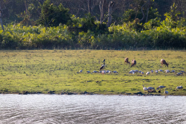 Forest view with shiny river and wild animals and birds