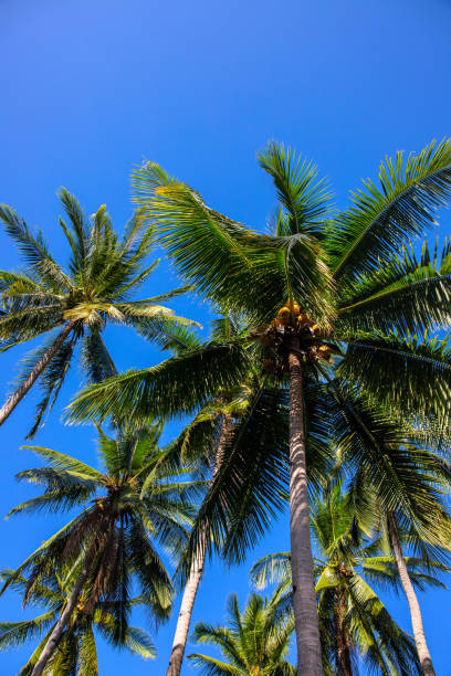 istock Palm tree forest on sunny blue sky background. Tropical island nature. Summer vacation banner template with text place. 1257614749