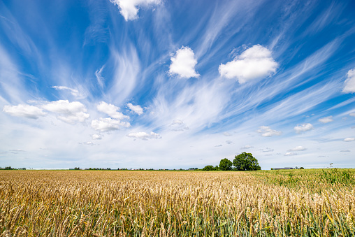 Cirrus and small cumulus clouds over a field with ripening wheat in the Netherlands.