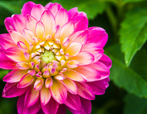 A selective focus, macro shot of a red and yellow mum flower.