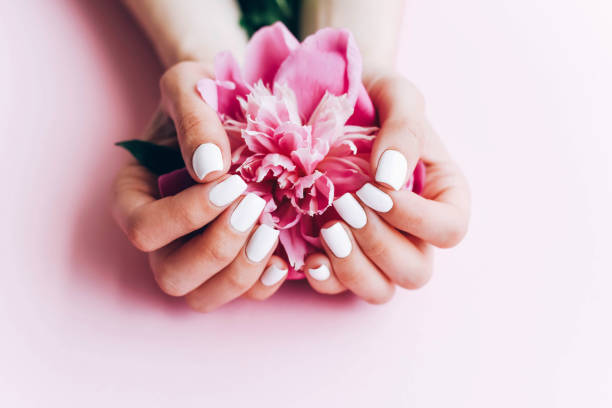 istock Female hands with white manicure hold a peony. 1257616104
