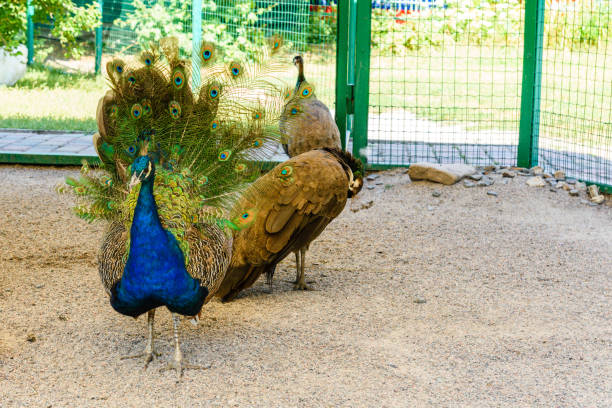 istock Multi colored peacock male on the gravel 1257616227