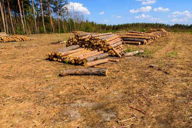 stacked tree logs of pine wood in the forest. forest felling. timber storage - 6726 imagens e fotografias de stock