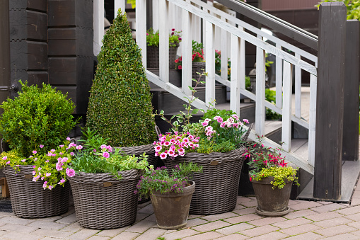 Multicolored flowering bushes and potted plants in front of wooden cottage, copyspace