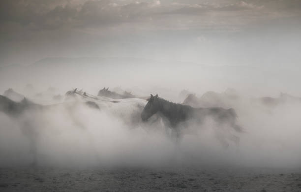 일몰 시간에 먼지에 갤럽을 실행 야생 말의 무리 - non urban scene animals in the wild horse mammal 뉴스 사진 이미지