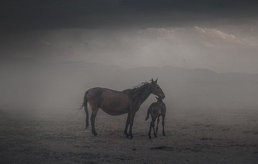 Thoroughbred two wild horses, young stallion with mother mare standing and grazing in farm pasture with dust and fog against mountain background and dramatic sky in Kayseri, Turkey. Wild mustang ( Hörmetçi yılkı atları )