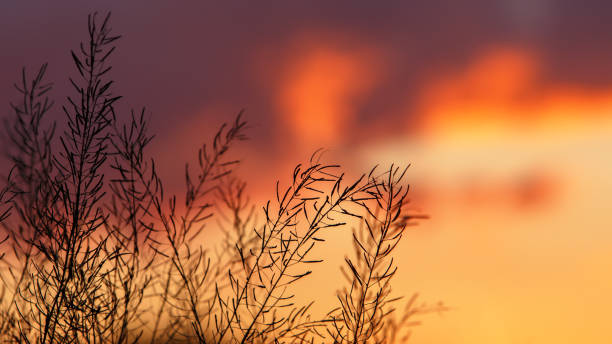 потрясающий закат против силуэтной травы из кан. ярко-оранжевое небо с заходящим солнцем на фоне и травы на канюку танцует с ветром на перед - spring leaf wind sunlight стоковые фото и изображения
