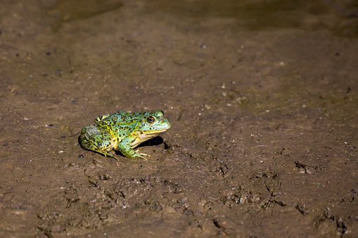 View of A Green Frog Standing on the Swamp